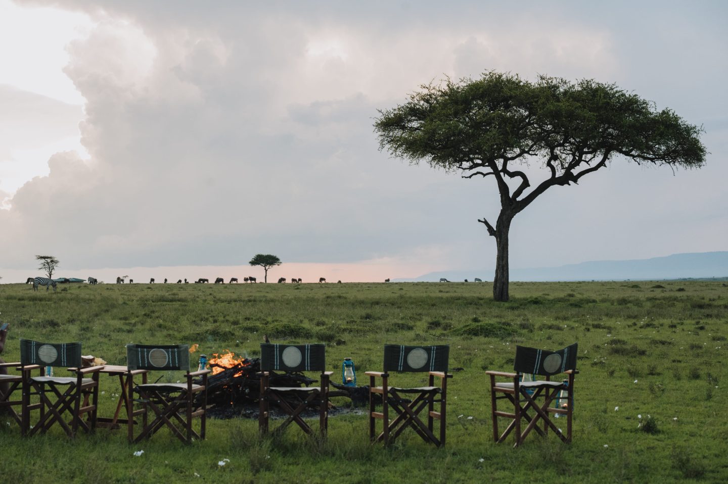 Folding chairs arranged around a fire pit with an acacia behind